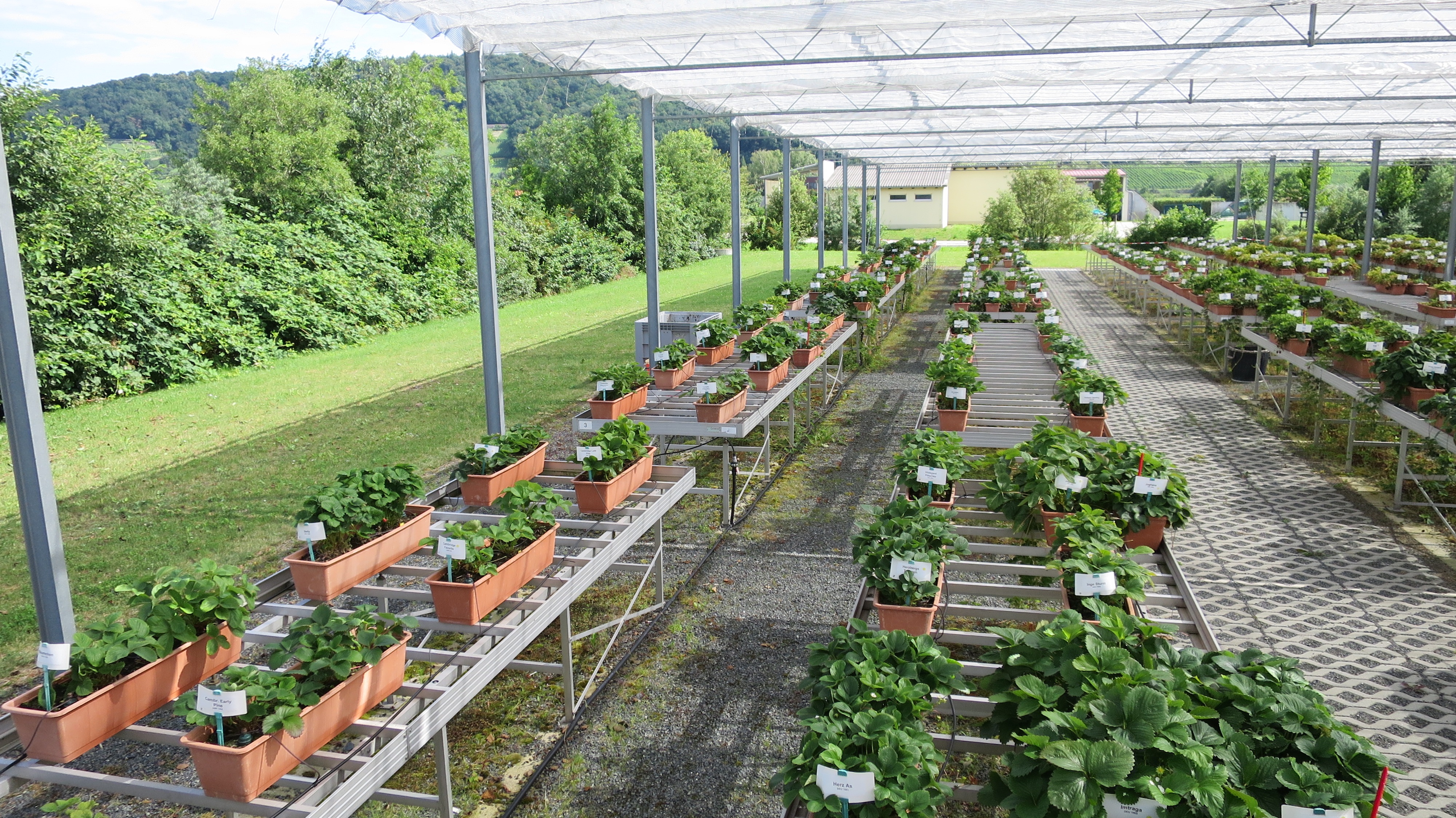 strawberry collection